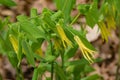 Large Flowered Bellwort Ã¢â¬â Uvularia grandflora